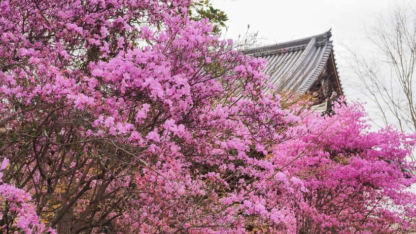 Kyoto: Ninnaji Temple Entry Ticket - Why Ninna-ji feels special in Kyoto