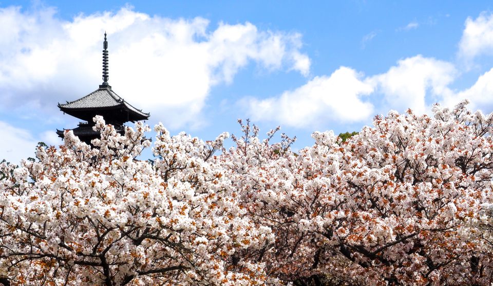 Kyoto: Ninnaji Temple Entry Ticket - Goten Palace and gardens: why winter can be the best time