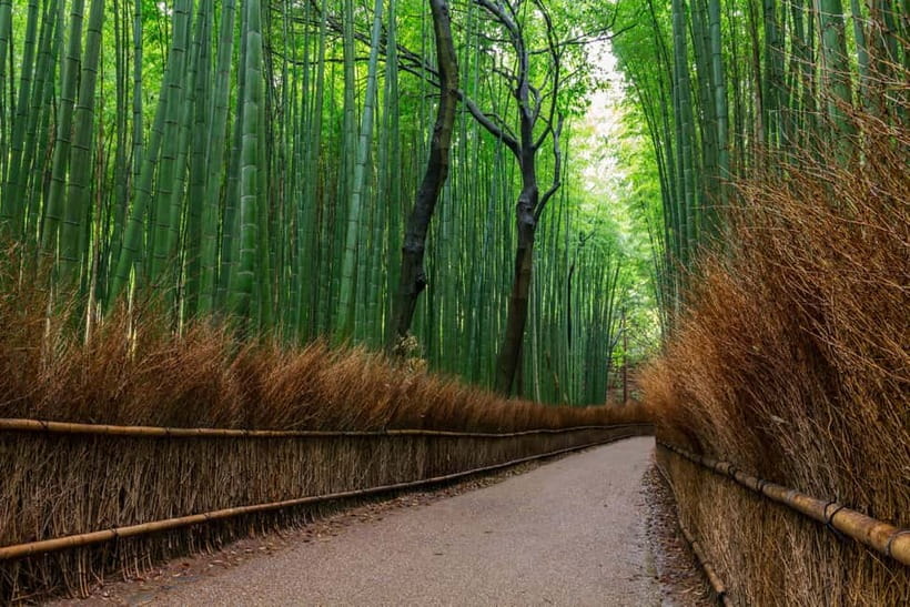 Kyoto/Osaka: Nara, Fushimi Inari Taisha, Arashiyama Bus Tour - Fushimi Inari Taisha: the torii tunnel that feels like a moving hallway