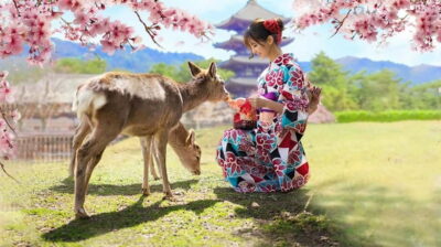 Kyoto/Osaka: Nara, Fushimi Inari Taisha, Arashiyama Bus Tour - Nara Park deer feeding: adorable, yes, but play it smart