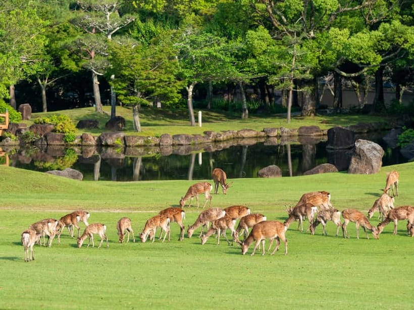 Kyoto/Osaka: Nara, Fushimi Inari Taisha, Arashiyama Bus Tour - Arashiyama timing: bamboo, bridge views, and a full scenic block of time