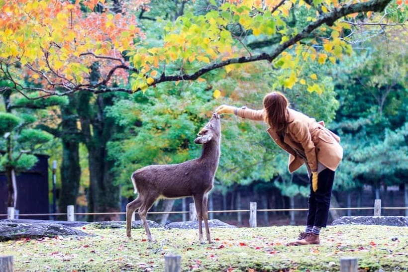 Kyoto/Osaka: Nara, Fushimi Inari Taisha, Arashiyama Bus Tour - Nonomiya Shrine: the quick stop for love, school luck, and the Kuroki Torii