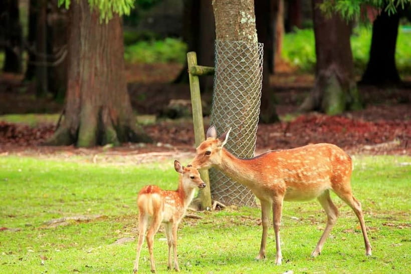 Kyoto/Osaka: Nara, Fushimi Inari Taisha, Arashiyama Bus Tour - Tenryu-ji Temple (optional extra): UNESCO-grade gardens if you’re the type who likes details