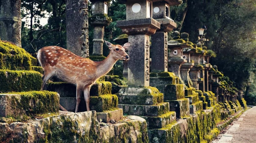 Kyoto/Osaka: Nara, Fushimi Inari Taisha, Arashiyama Bus Tour - Price and value: why $52 can still be a good deal here