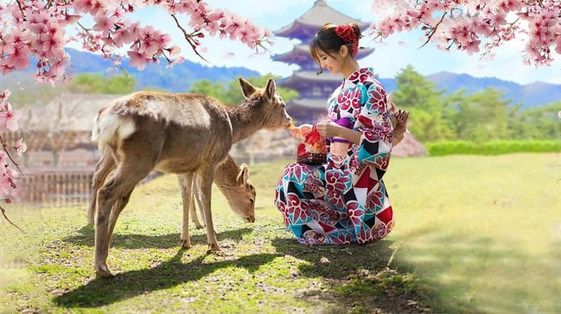 Kyoto/Osaka: Nara, Fushimi Inari Taisha, Arashiyama Bus Tour - Nara Park deer feeding: adorable, yes, but play it smart