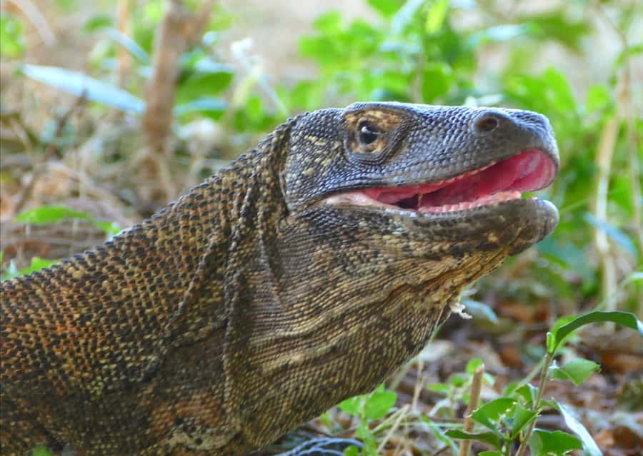 Labuan Bajo: One Day Tour to Explore Komodo National Park - Komodo Island dragon walks: what to expect