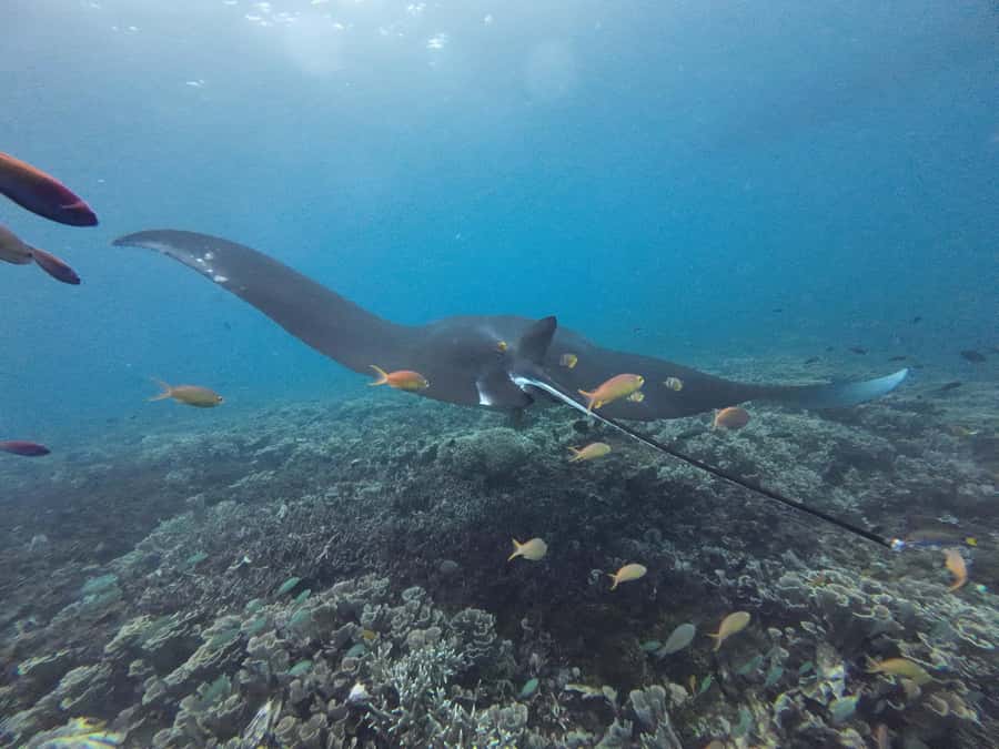 Labuan Bajo: One Day Tour to Explore Komodo National Park - Manta, turtle, and reef stops inside the UNESCO waters