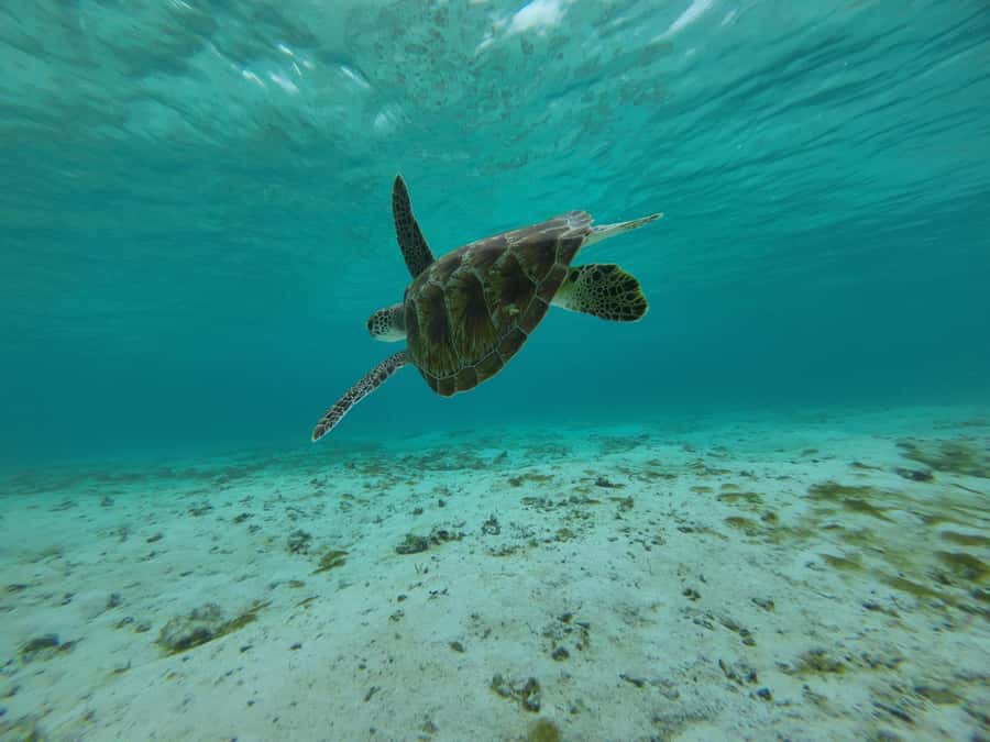 Labuan Bajo: One Day Tour to Explore Komodo National Park - Price and logistics: is $99 good value?