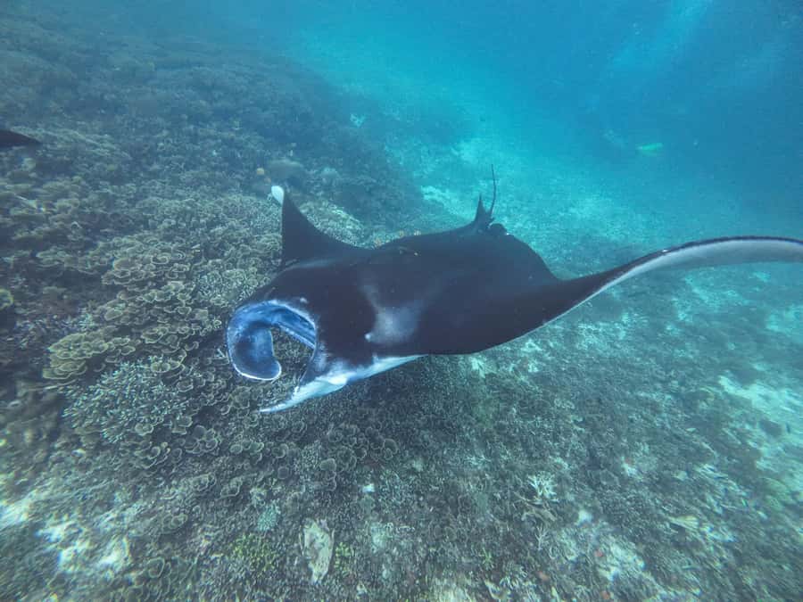 Labuan Bajo: One Day Tour to Explore Komodo National Park - Should you book this one-day Komodo tour from Labuan Bajo?