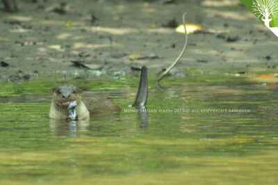 Langkawi: Kilim Mangrove Boat Tour with Lunch and Pickup - Hotel Pickup and the ride to the park: plan for the whole day