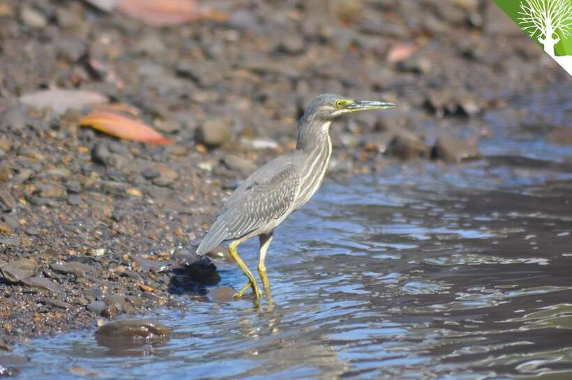 Langkawi: Kilim Mangrove Boat Tour with Lunch and Pickup - The mangrove boat cruise: wildlife spotting with tide awareness