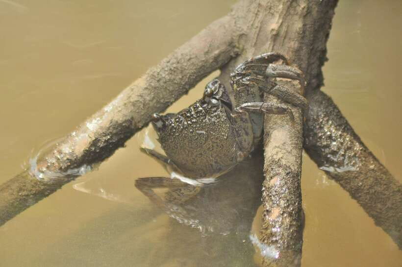 Langkawi: Kilim Mangrove Boat Tour with Lunch and Pickup - Bat cave moments and fish farm context: conservation talk that stays practical
