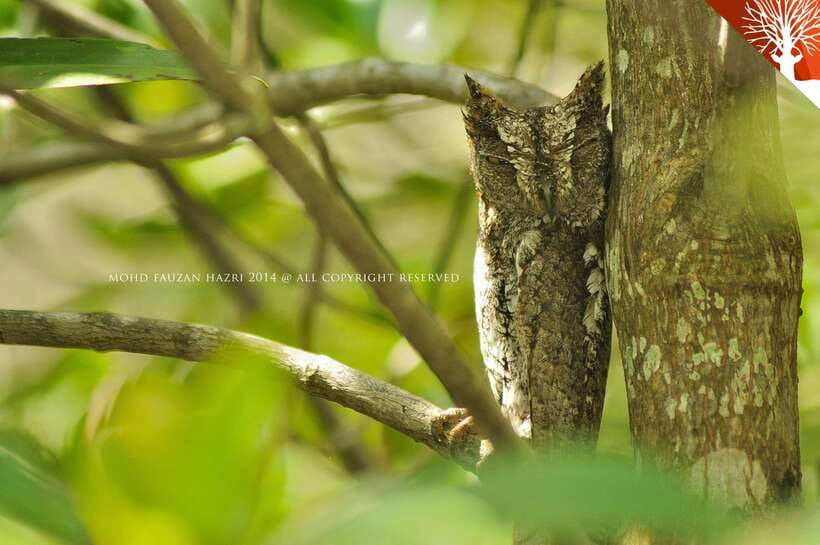 Langkawi: Kilim Mangrove Boat Tour with Lunch and Pickup - Swimming and the 30-minute beach stop: wear your swimsuit early