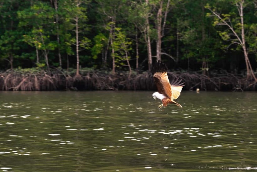 Langkawi: Mangrove River Cruise Sharing 3 Hours - The Mangrove Channels: Where You Get Calm Beauty and Real Wildlife