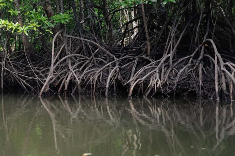 Langkawi: Mangrove River Cruise Sharing 3 Hours - Guides, Boat Handling, and the Eco-Friendly Tone That Helps You Relax