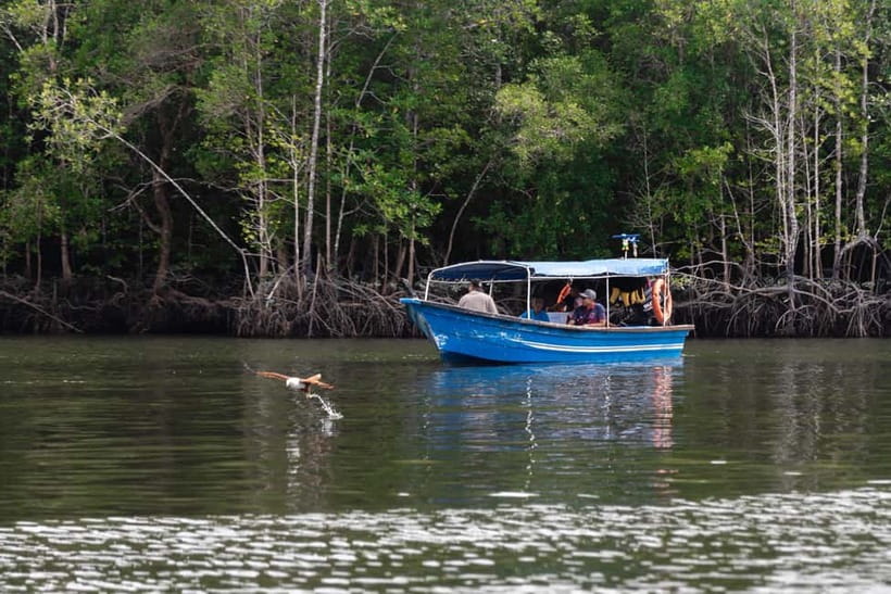 Langkawi: Mangrove River Cruise Sharing 3 Hours - Eagles in Langkawi: Watching From Water (and Why Morning Helps)