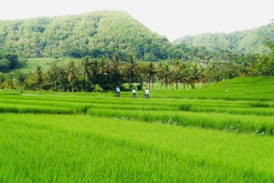 Menoreh Village Cycling - The 11–17 km village loop: rice work, neighbors, and frequent stops