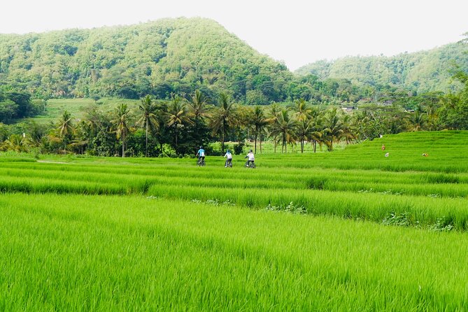 Menoreh Village Cycling - The 11–17 km village loop: rice work, neighbors, and frequent stops
