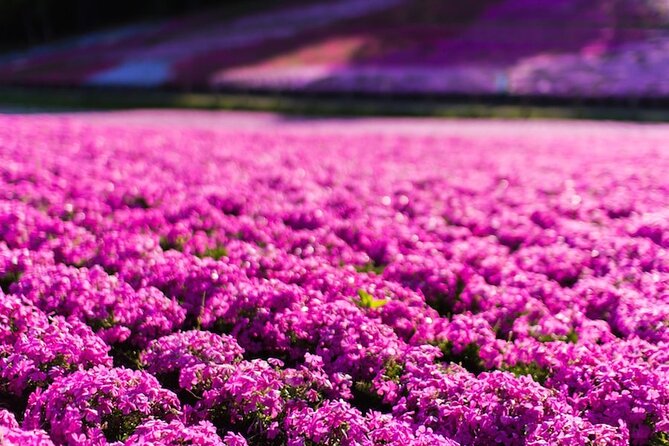 Mt. Fuji Private Tour by Car with Pick-up from Tokyo - Weather reality: Fuji plays favorites