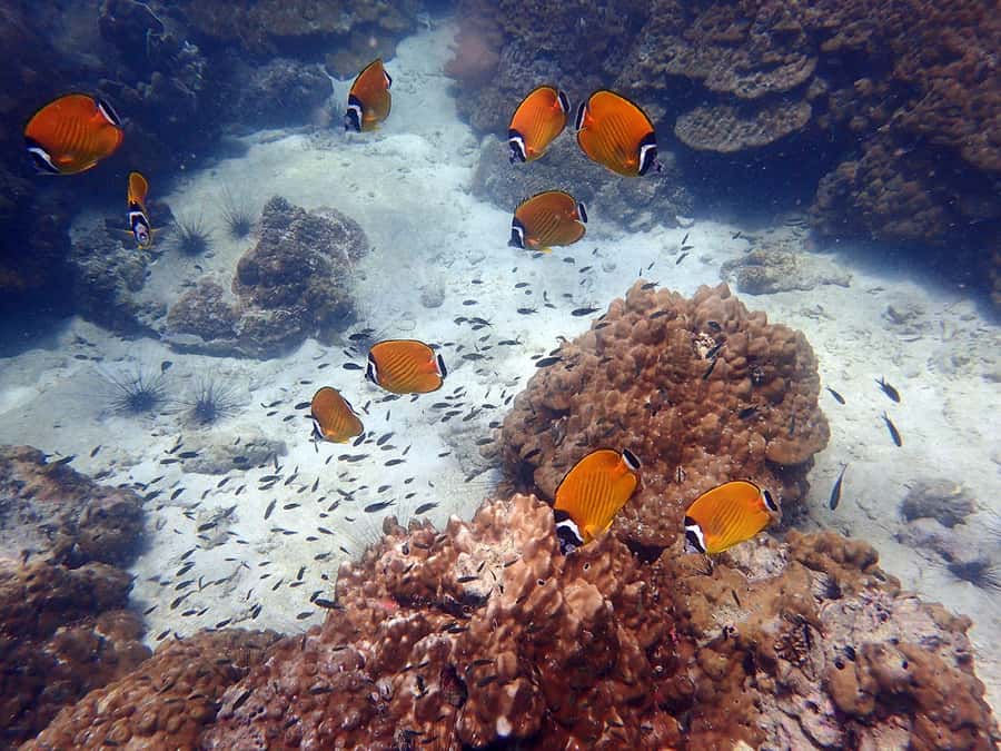 Mu Ko Ang Thong Park: Semi-private Sunset Cruise Tour - Koh Tai Plao by sea kayak: caves, lagoons, and the calm-water feeling