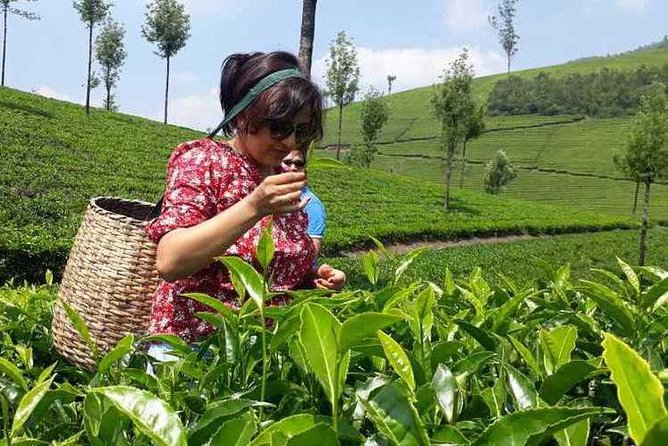Munnar Tea Trail Tour with Factory Experience ( By Munnar Info) - Key things I’d watch for