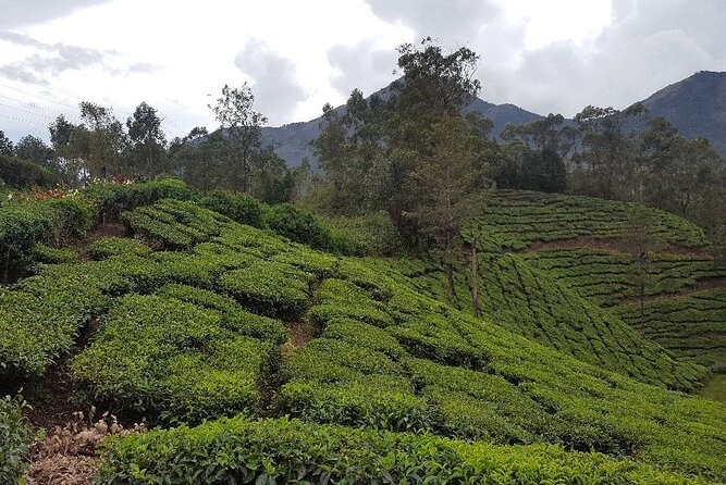 Munnar Tea Trail Tour with Factory Experience ( By Munnar Info) - Small group tours: why max 8 changes the experience
