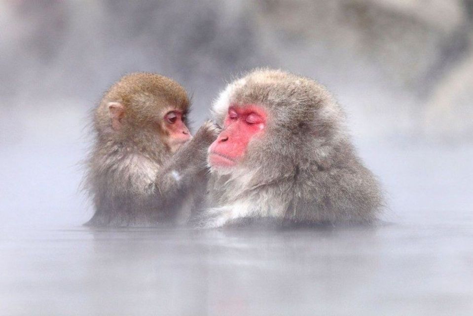 Nagano: Snow Monkeys, Zenkoji Temple & Sake Day Trip - The middle stop: sake tasting and a food bite in Nagano