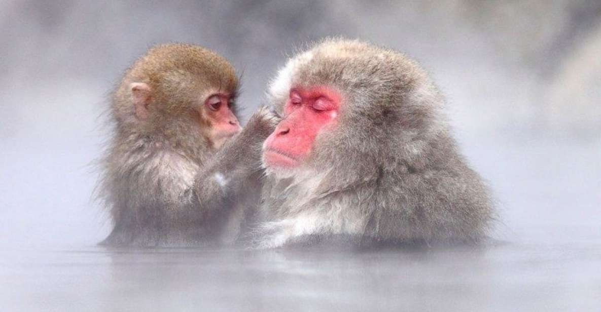 Nagano: Snow Monkeys, Zenkoji Temple & Sake Day Trip - Jigokudani Snow Monkey Park: watching hot-spring bathing up close