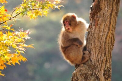 Nagano: Snow Monkeys, Zenkoji Temple & Sake Day Trip - Lunch in a local restaurant: fuel that actually tastes like the region