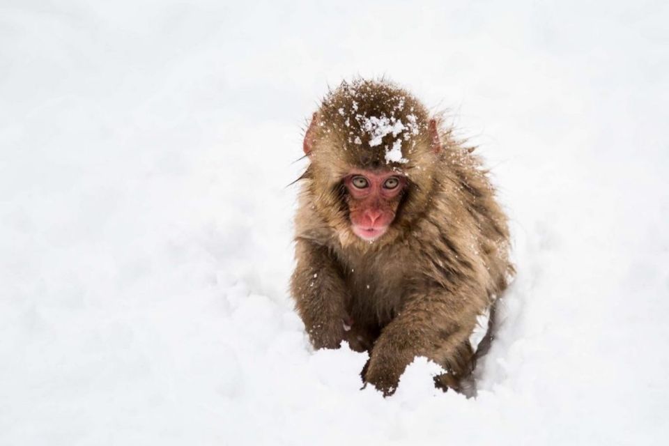 Nagano: Snow Monkeys, Zenkoji Temple & Sake Day Trip - Who this day trip suits best (and who should skip it)