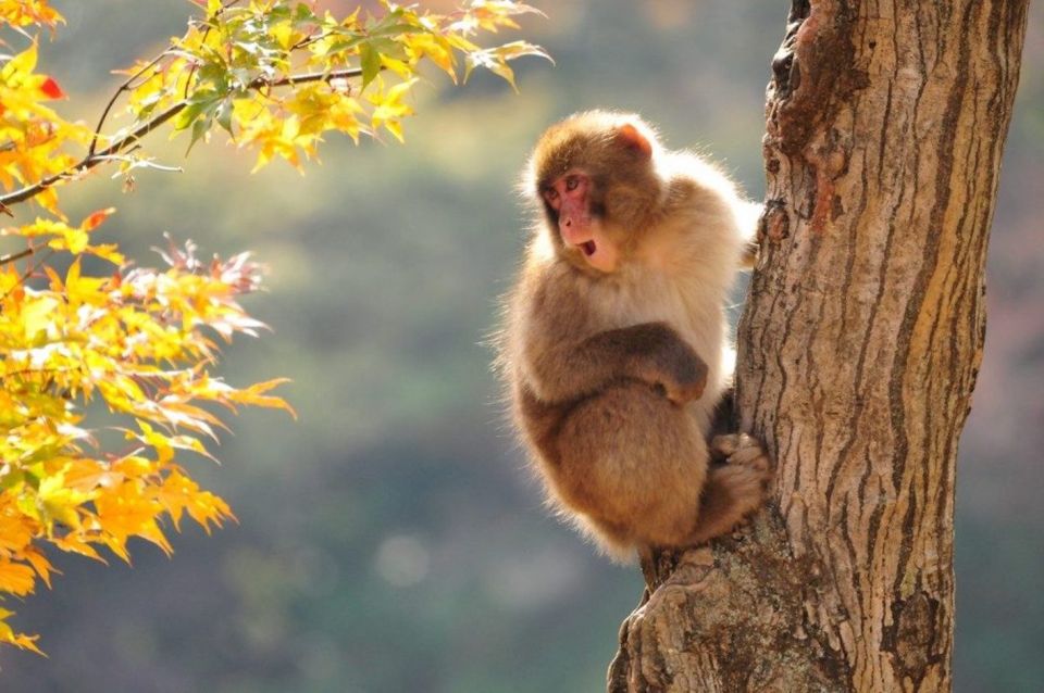 Nagano: Snow Monkeys, Zenkoji Temple & Sake Day Trip - Lunch in a local restaurant: fuel that actually tastes like the region