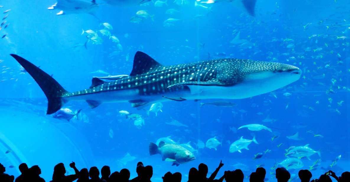 Naha: North Okinawa Sightseeing Tour & Churaumi Aquarium - A Car-Free North Okinawa Day That Still Feels Put Together