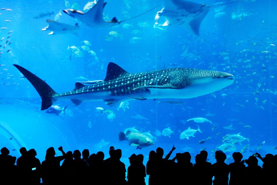 Naha: North Okinawa Sightseeing Tour & Churaumi Aquarium - Pickup Timing, Seating, and Why This Bus Tour Works Better Than DIY