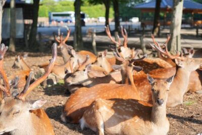 Nara Early Morning Tour (Kyoto or Osaka Departure Available) - Small group format and guide style that actually helps
