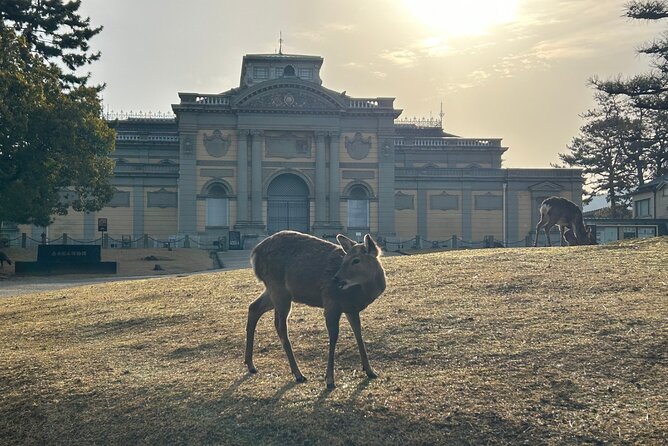 Nara Early Morning Tour (Kyoto or Osaka Departure Available) - Logistics in plain terms: pickup, walking, and timing