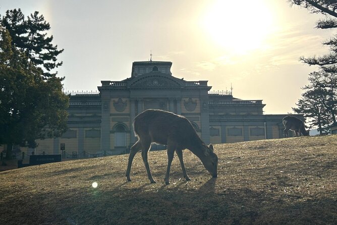 Nara Early Morning Tour (Kyoto or Osaka Departure Available) - Price and value: what $61.02 buys you