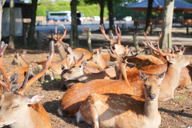 Nara Early Morning Tour (Kyoto or Osaka Departure Available) - Small group format and guide style that actually helps