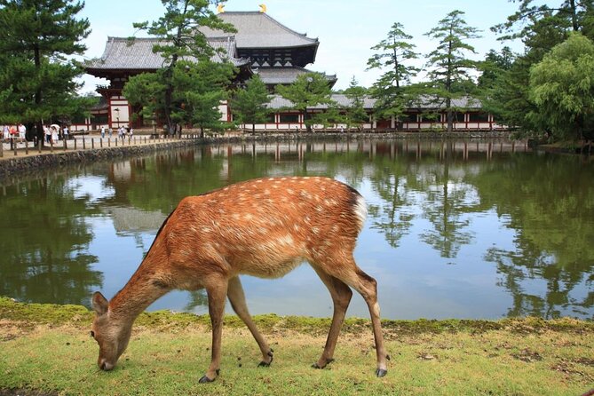 Nara Half Day Trip Walking Tour (Private Option Available) - Key highlights at a glance