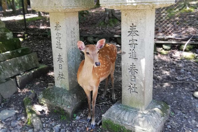 Nara Half Day Trip Walking Tour (Private Option Available) - A Fast, Human-Sized Nara Intro in About Five Hours