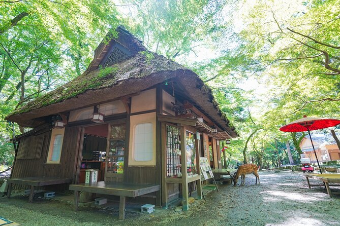 Nara Half Day Trip Walking Tour (Private Option Available) - Kasuga Taisha and Kasugayama Forest: Shrines Under the Forest Mood