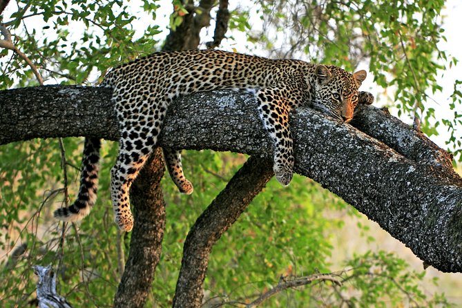 Night Safari Tour with Transfer - Key things that make this tour work