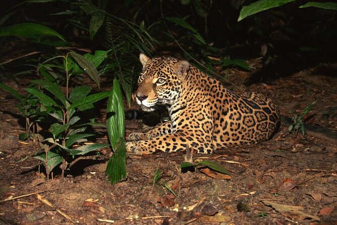 Night Safari Tour with Transfer - Arriving for a 6pm Night Safari start with hotel transfer