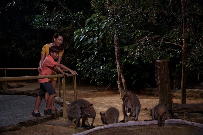 Night Safari Tour with Transfer - The included shows: Creatures of the Night and Thumbuakar Performance