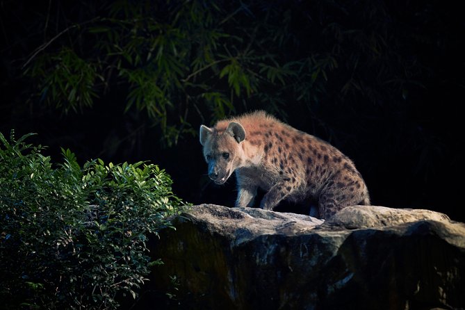 Night Safari Tour with Transfer - What I’d watch out for before you go