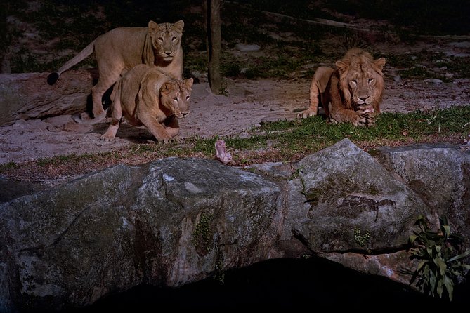 Night Safari Tour with Transfer - Who this tour suits best