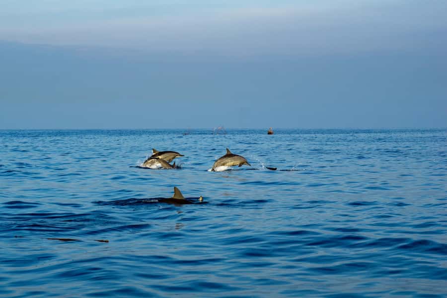 North Bali: Sunrise Tour with Dolphins, Waterfalls & Temples - Gitgit Waterfall: the jungle-walk payoff