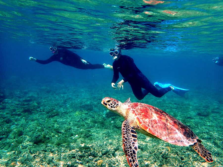 Okinawa: From Naha: Kerama Islands 1-day snorkeling tour - Key things to know before you go