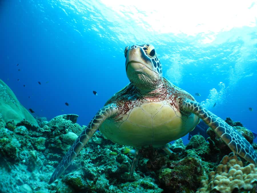 Okinawa: From Naha: Kerama Islands 1-day snorkeling tour - Photos, equipment quality, and the little things that boost the experience