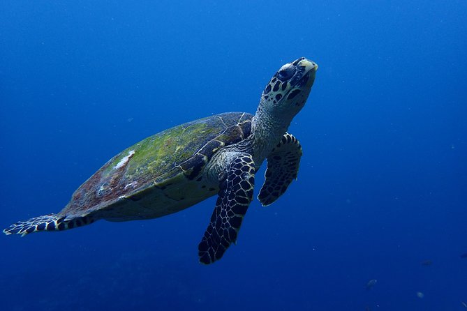 Open Water Course in Nusa Lembongan - Get Certified on remote island (next Bali) - Price and value: is $461.48 per person a good deal?