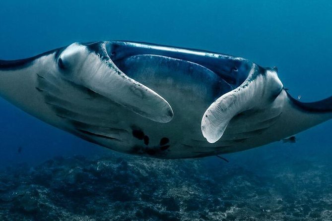 Open Water Course in Nusa Lembongan - Get Certified on remote island (next Bali) - Group size and the private experience: what “only your group” changes